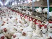 Ukraina.Sprzedam tuszki kurczaka 4 zl/kg, filet 5 zl/kg halal swiezy lub mrozony