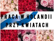 Praca przy kwiatach - Holandia