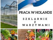 Pracownik szklarni z papryką - 200 euro na start + zwrot kosztów dojazdu !