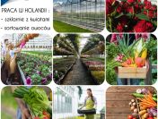 Szklarnie, produkcja, sortownie - HOLANDIA