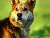 Fido - wesoły, przyjazny psiak szuka PILNIE domu!