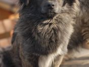 Hojrak - niewielki psiak z wielkim sercem szuka domu!