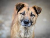 Sonia - przyjazna, łagodna suczka szuka domu!