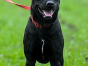 Bambo - wesoły, aktywny, fantastyczny pies!