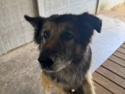 Aron - cudowny, spokojny owczarek szuka domu!