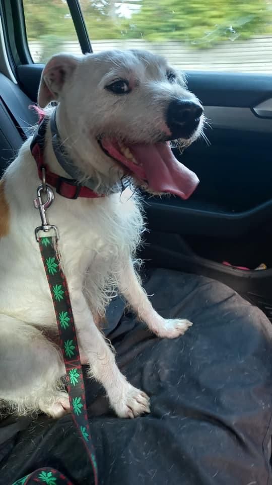 Nero - wyjątkowy pies szuka kochającego domu!  - Obraz nr 3