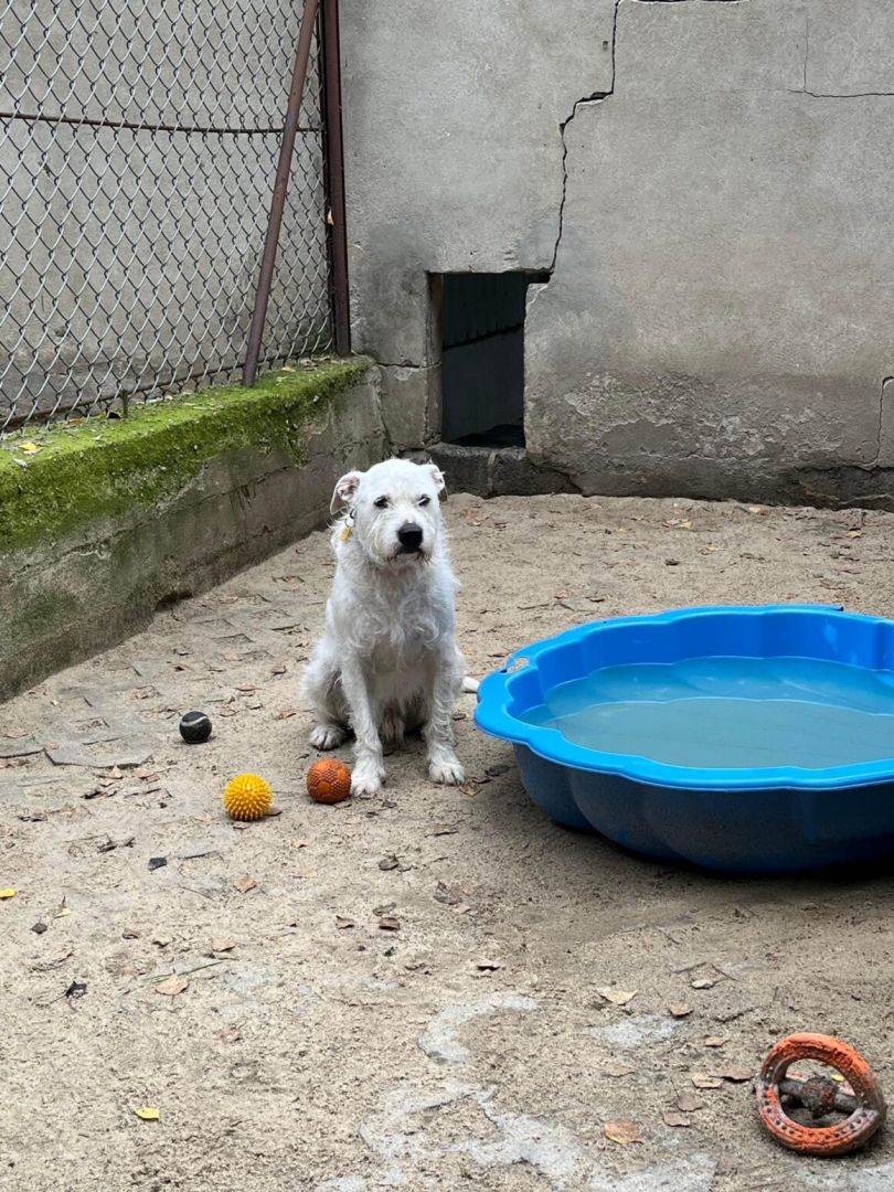 Nero - wyjątkowy pies szuka kochającego domu!  - Obraz nr 4