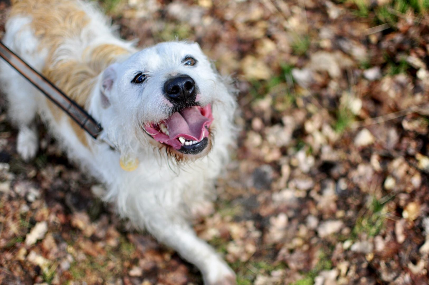 Nero - wyjątkowy pies szuka kochającego domu!  - Obraz nr 7