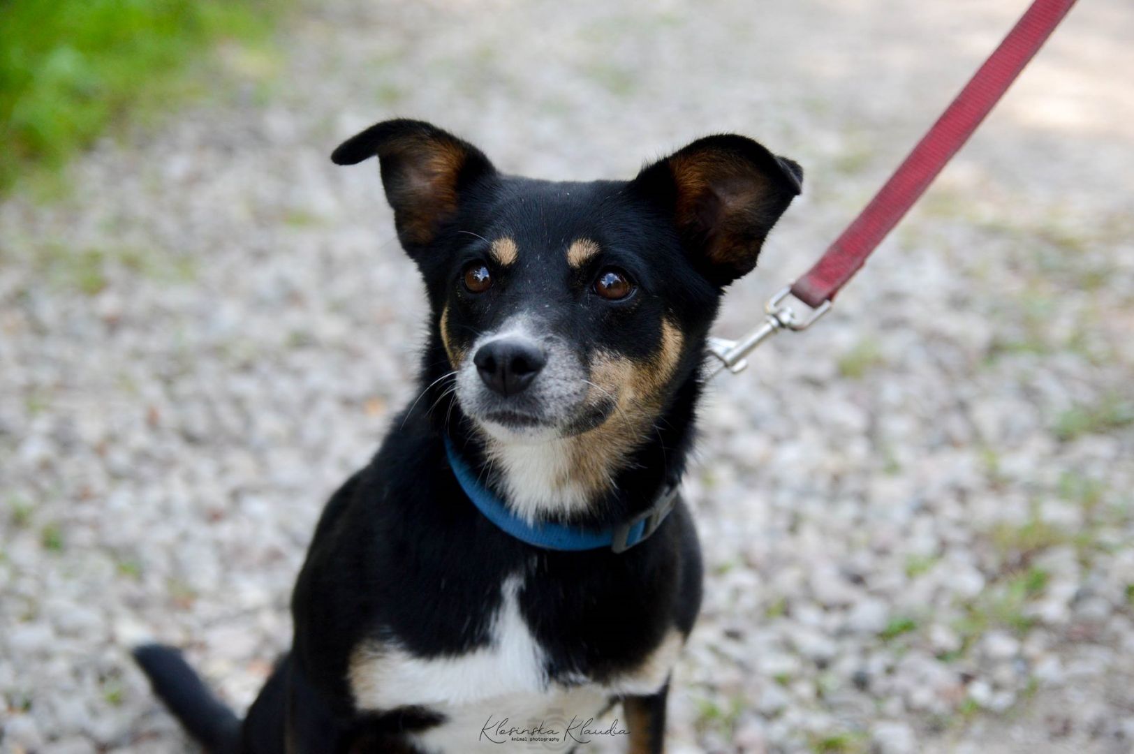 Natka - mała wojowniczka o wielkim sercu!  - Zdjęcie 1