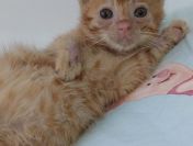 8 tygodniowe KOCIĘ szuka pilnie domu!