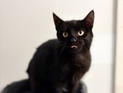 6 miesięczny kociak Gizmo szuka domu