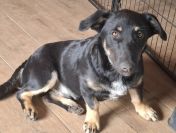 Krecik – niskopodłogowy szczeniak szuka domu!