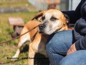 Kruszynka – dzielna, kochana sunia szuka swojego domu!