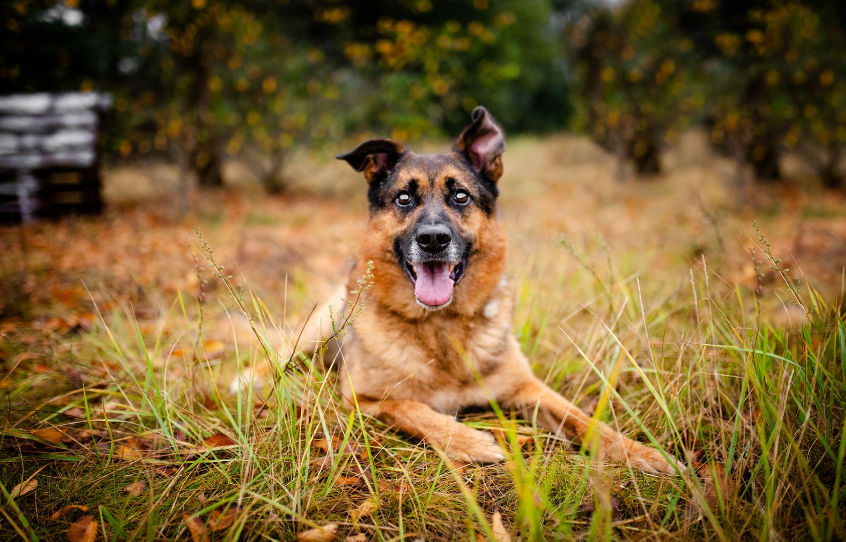 Fantastyczny Lizak - niekonfliktowy, rodzinny psiak!  - Zdjęcie 1