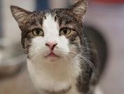 Wspaniałe, kochane koty BŁAGAJĄ o dom!