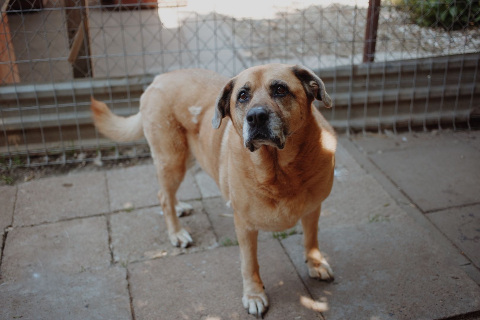 Suzi - domowa, wychowana suczka szuka domu!  - Zdjęcie 1