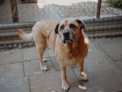 Suzi - domowa, wychowana suczka szuka domu!