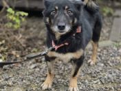 Józia - nakolankowa, wesoła sunia szuka domu!