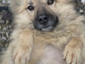 Maniuś – mały promyk radości szuka swojego człowieka