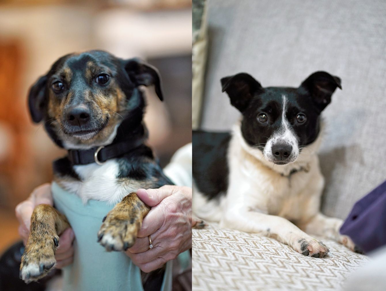 Dwie nakolankowe, domowe, wesołe sunieczki!  - Zdjęcie 1