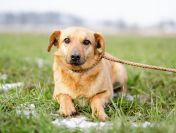 Delikatny Rudzik, oaza łagodności do pokochania!