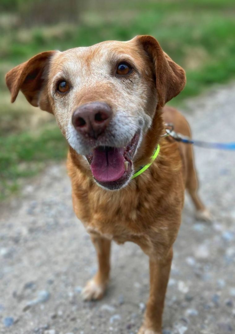 Staś - cudowny psi dziadek BŁAGA o dom!  - Zdjęcie 1