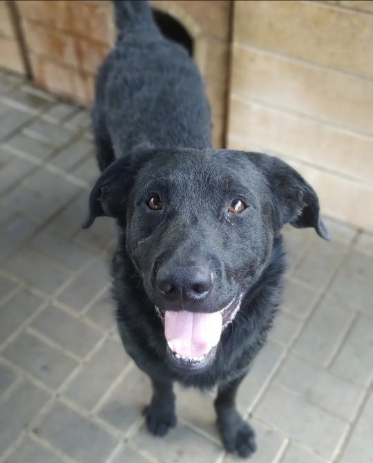 Pluto - łagodny, wesoły LABRADOR mix szuka domu  - Zdjęcie 1
