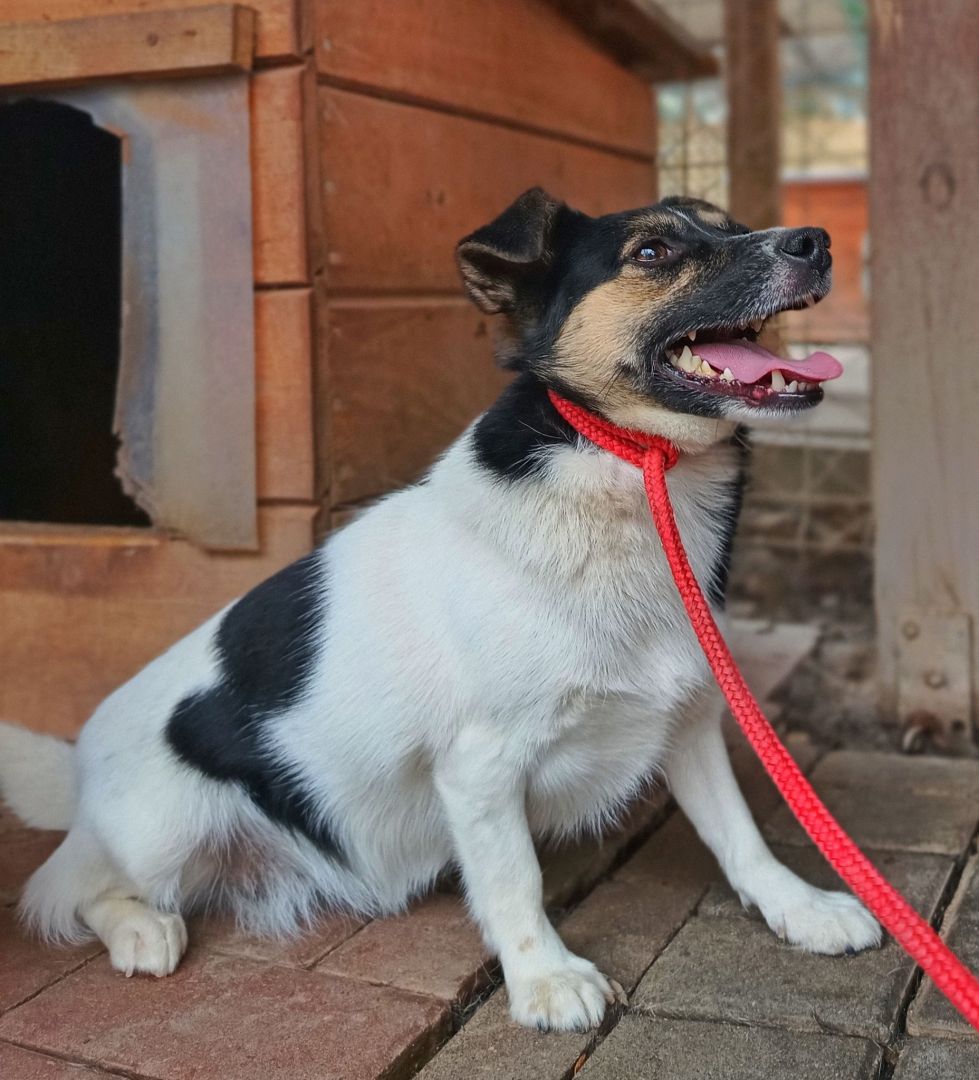 Maleńka Suzi BŁAGA o kochający dom!  - Zdjęcie 1