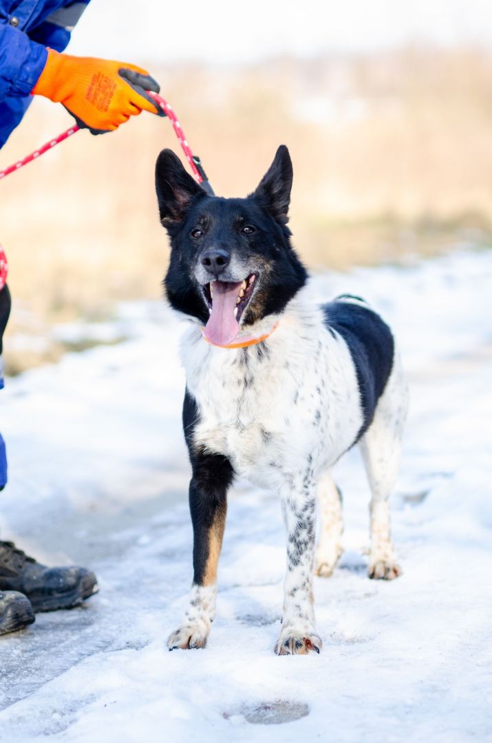 Łatek - inteligentny, radosny, kochający człowieka  - Zdjęcie 1