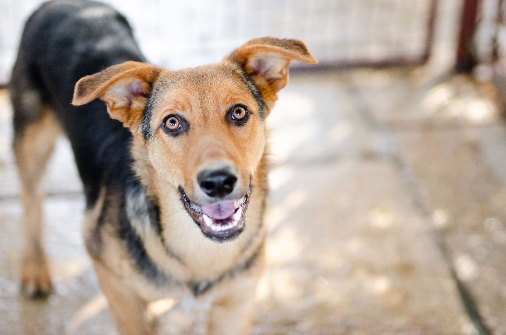 Bobi - młody, wesoły psiak szuka swojej rodziny  - Zdjęcie 1