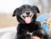 Patyk - niewielki ciałem ale wielki sercem!