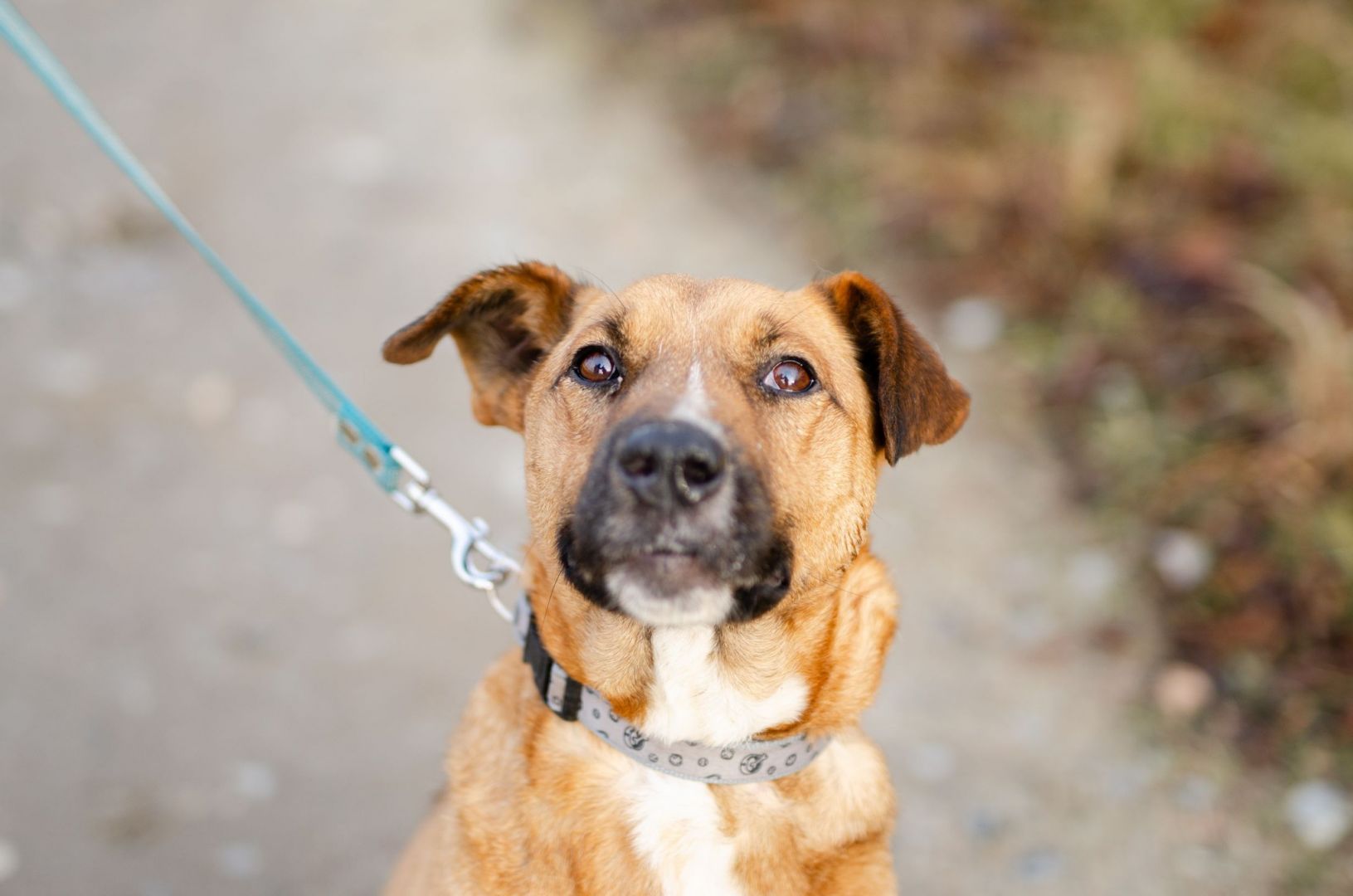 Doniu - młody, łagodny rudzielec szuka domu!  - Zdjęcie 1