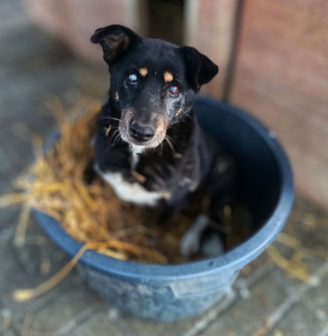 Babunia Perełka szuka swojego wymarzonego domu!  - Zdjęcie 1