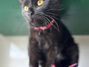 Gizmo - półroczny, wesoły kociak szuka domu!