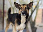 Riko - dostojny i poważny pies szuka domu!