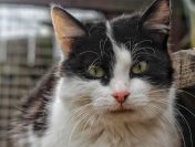 Furia - młoda indywidualistka szuka domu!