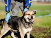 Szaza - cudowna rodzinna suczka szuka domu!