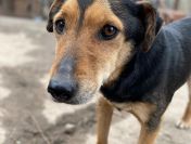 Tedzia - wesoła, niskopodwoziowa sunia!