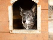 Hektor - dziadeczek wyrwany z piekła, pomocy!