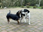 Dwie nakolankowe sunie jamnik mix szukają domu!