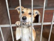 Kamel - delikatny, wesoły psiak szuka domu!
