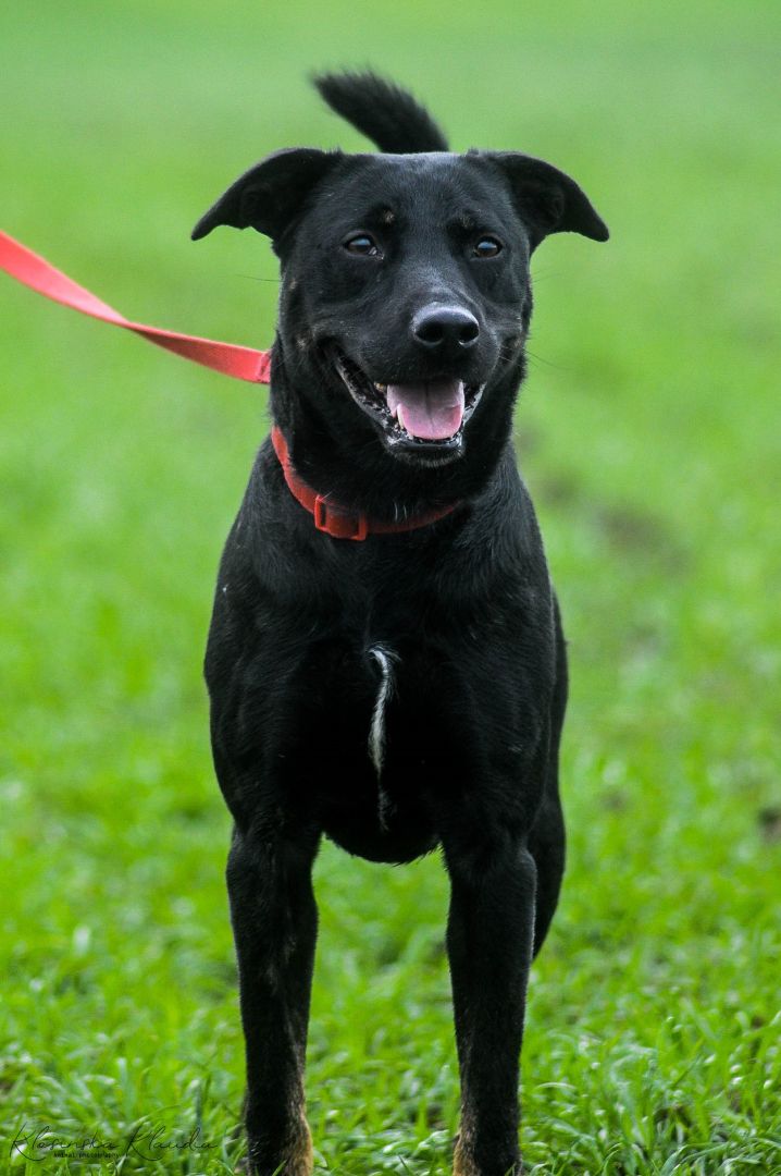 Bambo - wesoły, pełen życia, grzeczny psiak!  - Zdjęcie 1