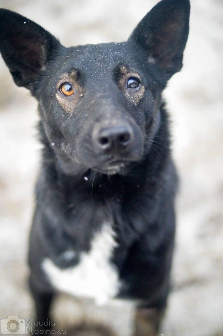 Marko - niekonfliktowy, wesoły psiak szuka domu!  - Zdjęcie 1