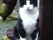 Dany - domowy, wychowany, wesoły kotek!