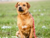 Cudowny, nieduży Rożek szuka domu!