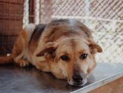 Linda - delikatna dusza szuka swojego człowieka!