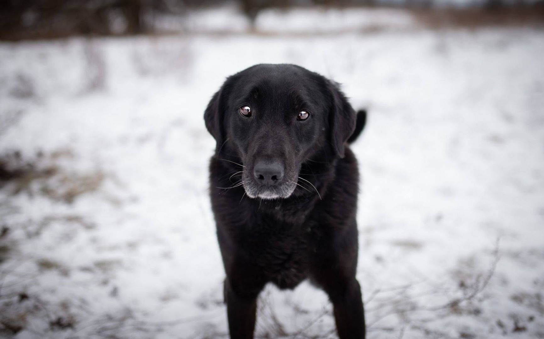 Portos - łagodny, przyjazny psiak w typie labka  - Zdjęcie 1