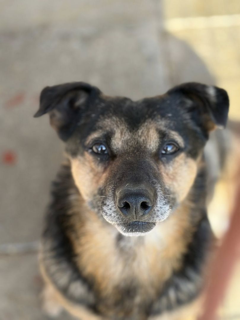 Edek - nieduży psiak o wielkim sercu do pokochania  - Zdjęcie 1