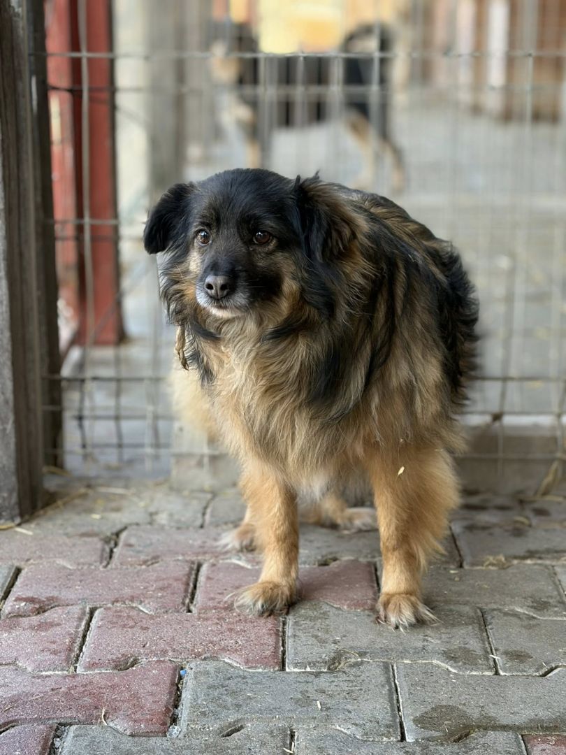 Szprycha - delikatna, nieśmiała sunia szuka domu!  - Zdjęcie 1