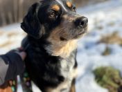 Solo - niekonfliktowy, wychowany psiak marzy o domu!